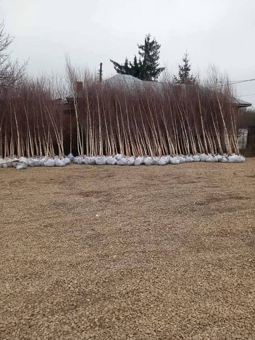 Mesteacăn alb, livrare oriunde în Țară.