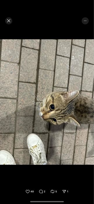 Котенок мальчик