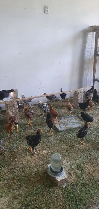 Sifatli jo‘jalar sotiladi (tovuq va xo‘roz)