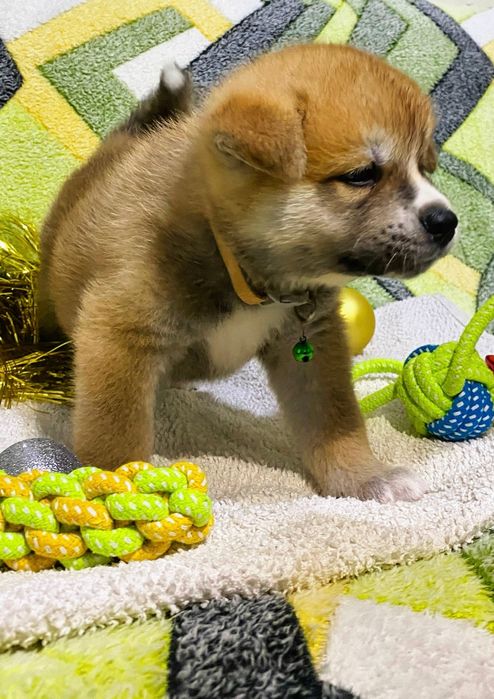 Японская Акита-Ину