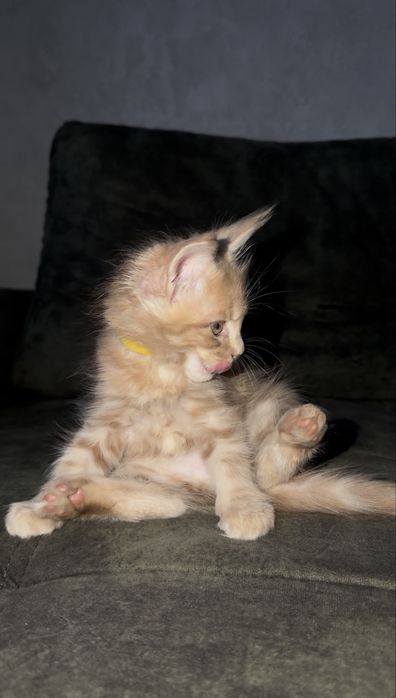 Котенок мейн кун девочка