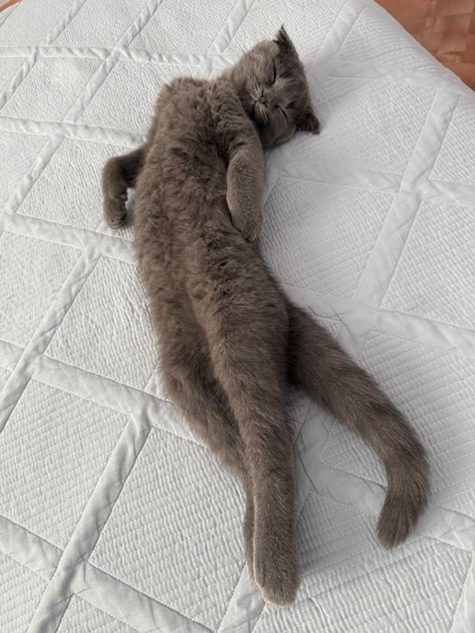 Шотландский вислоухая
