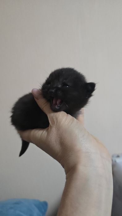 Котята в заботливые руки