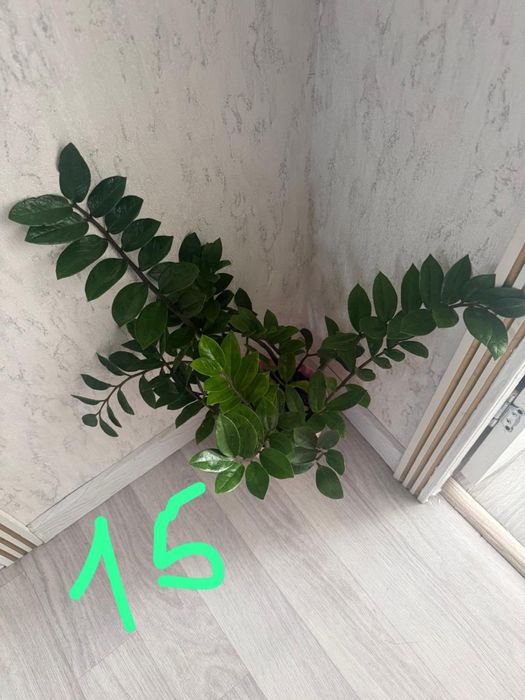 Продается комнатные цветы