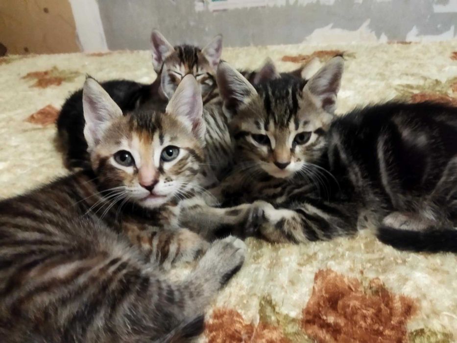 Подарявам котета