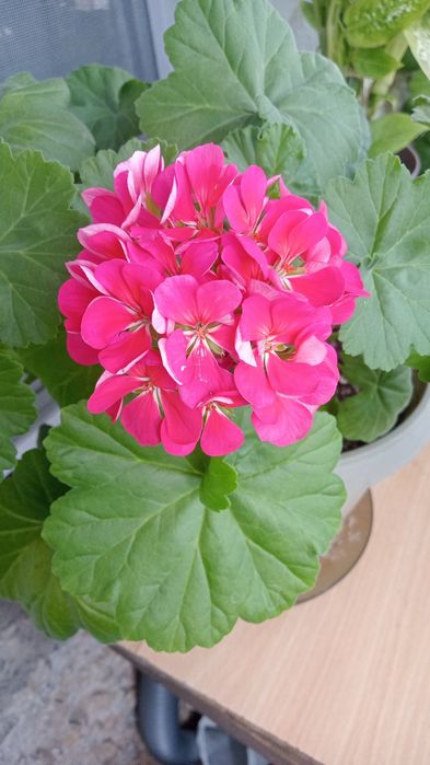 Герань цвет розовый.