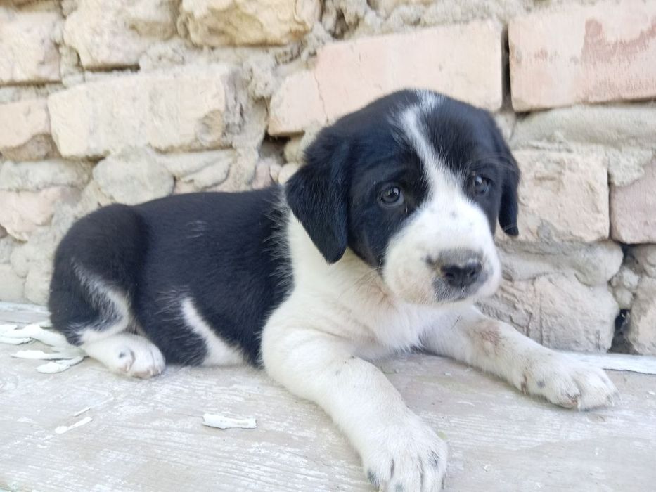 Отдам в добрые руки