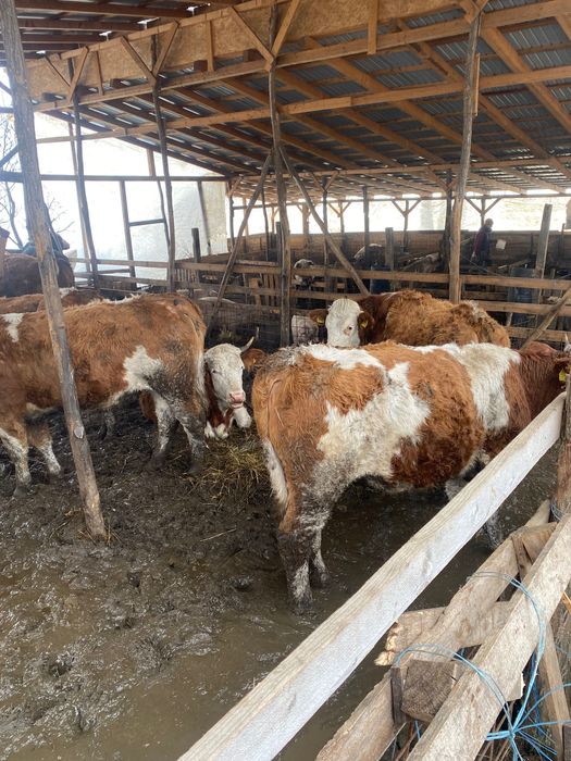 Vând 10 junincii Bălțată românească 7400 Ron/ buc