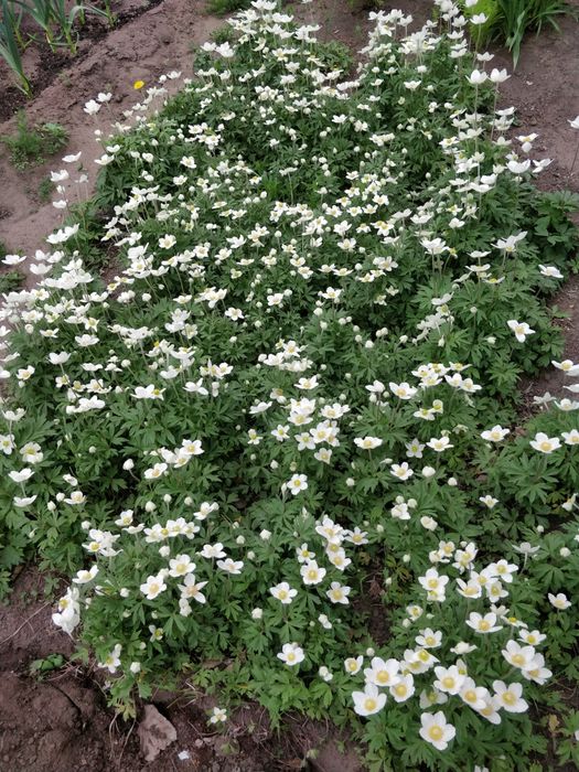 продам цветы многолетние