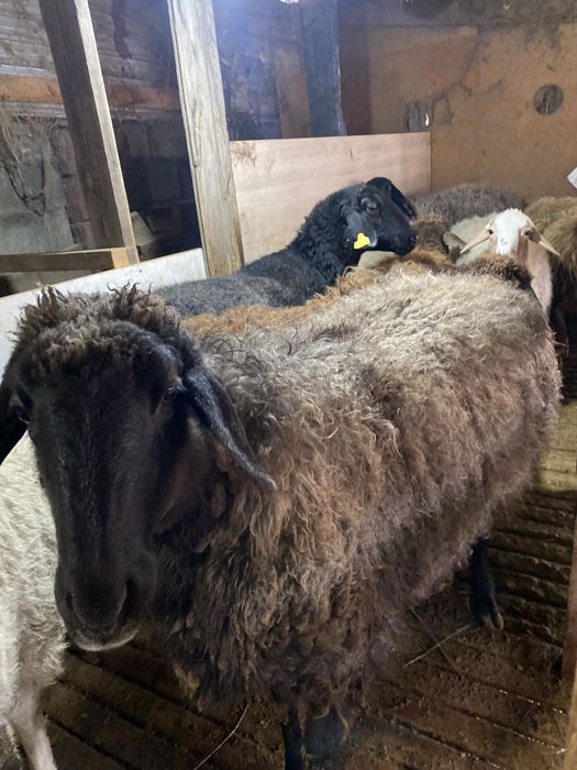 Қойлар сатылады.Продеатся овцы,бараны.