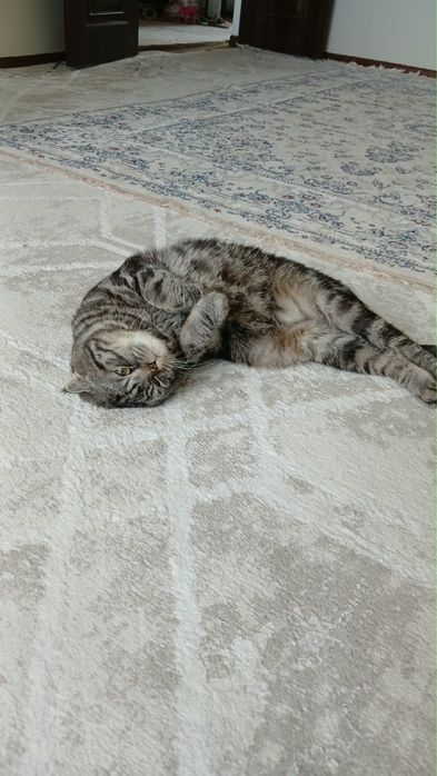 Кот шотландская порода