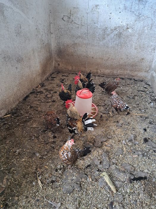 Vand găini iopan