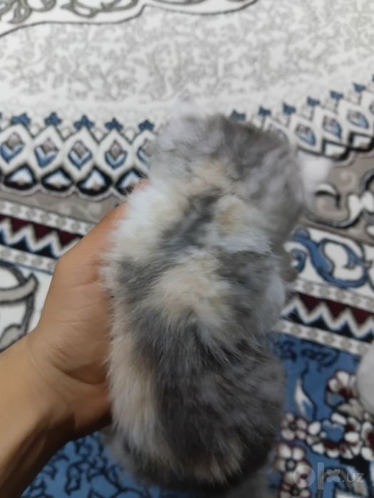 Котенок scotish strayt