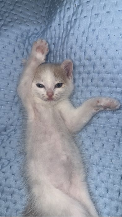 Отдам в хорошие руки