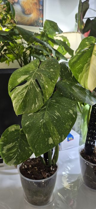 Syngonium, begonia, scindapsus , philodendron, thai, adansonii mint