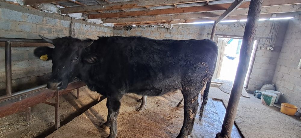 Продам корову 2 годовалый