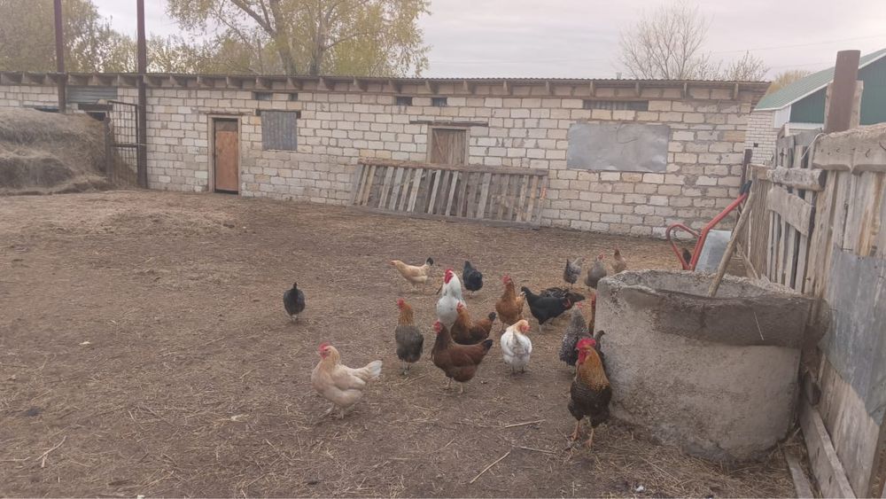 Продам хозяйство для разведения КРС