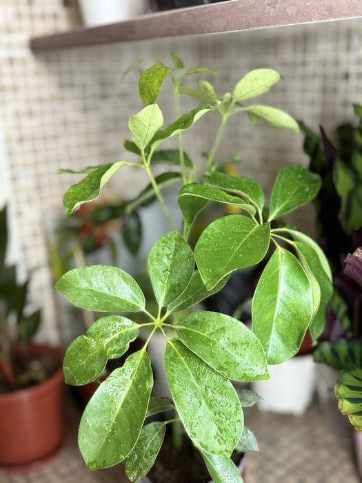 Шифлера (Shefflera)