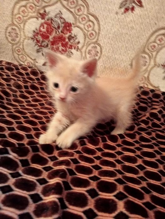 Отдам котенка в добрые руки