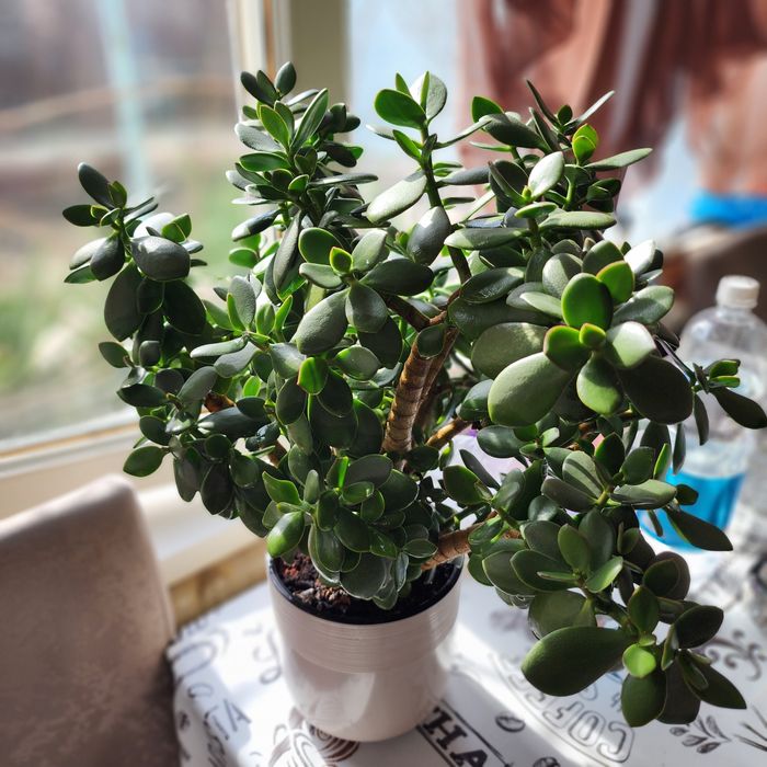 Продаётся комнатное растение