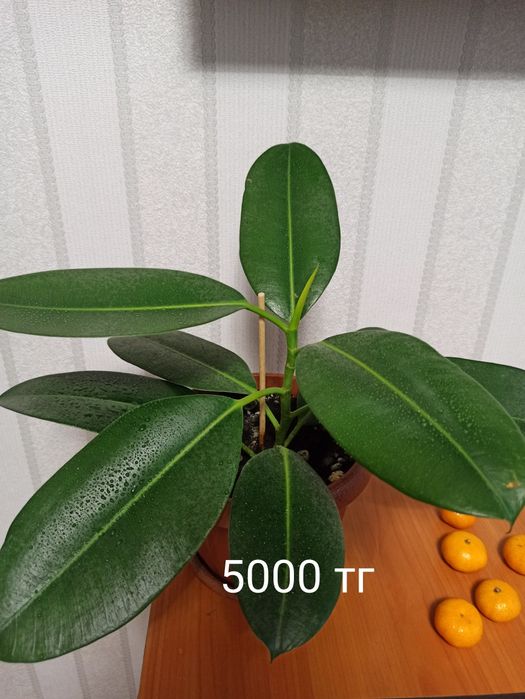 Продам комнатные цветы , цены на фото