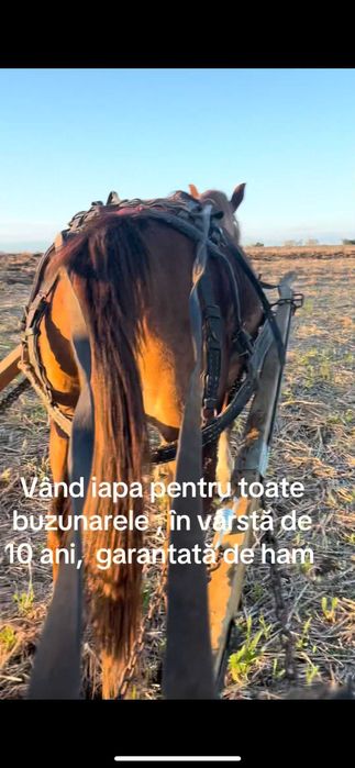 Vand iapa garntata de ham