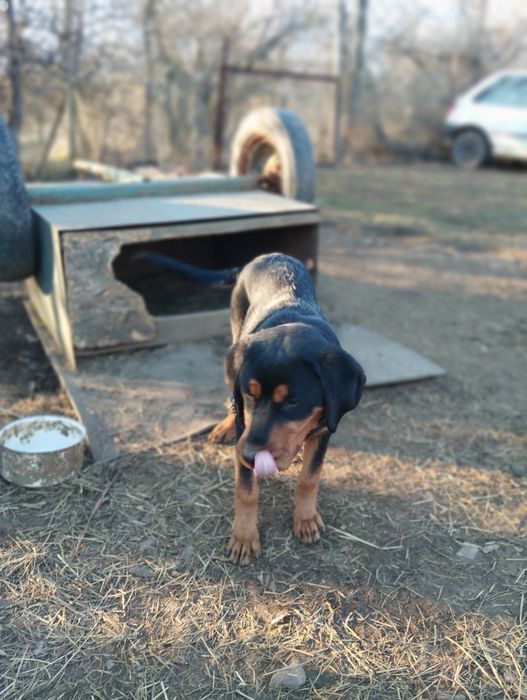 Гончета на 5 месеца