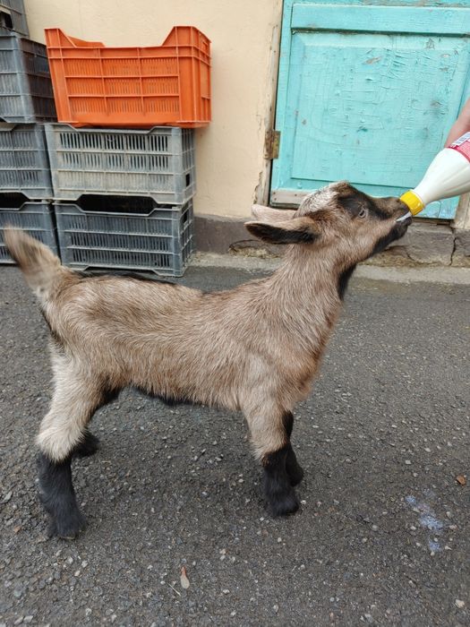 Альпийский козлик