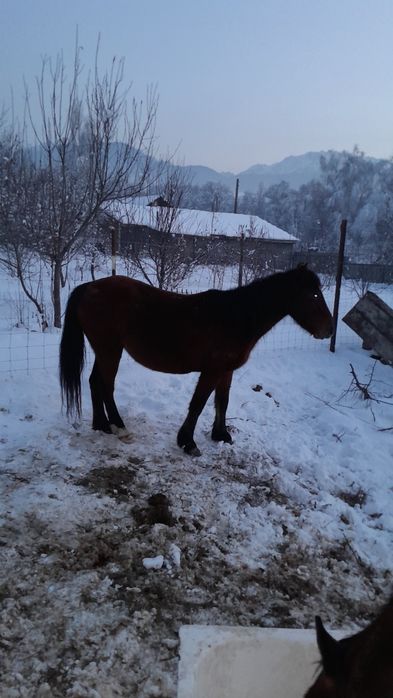 1Айгыр 1 буаз биемен