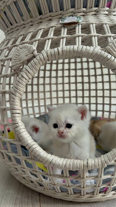 Готовятся на продажу котятки
