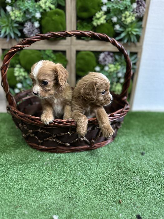 Кавапуу-Той Пудел