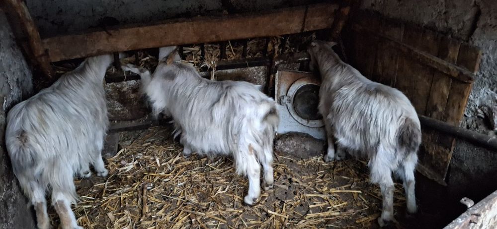 Vând 3 capre și un țap