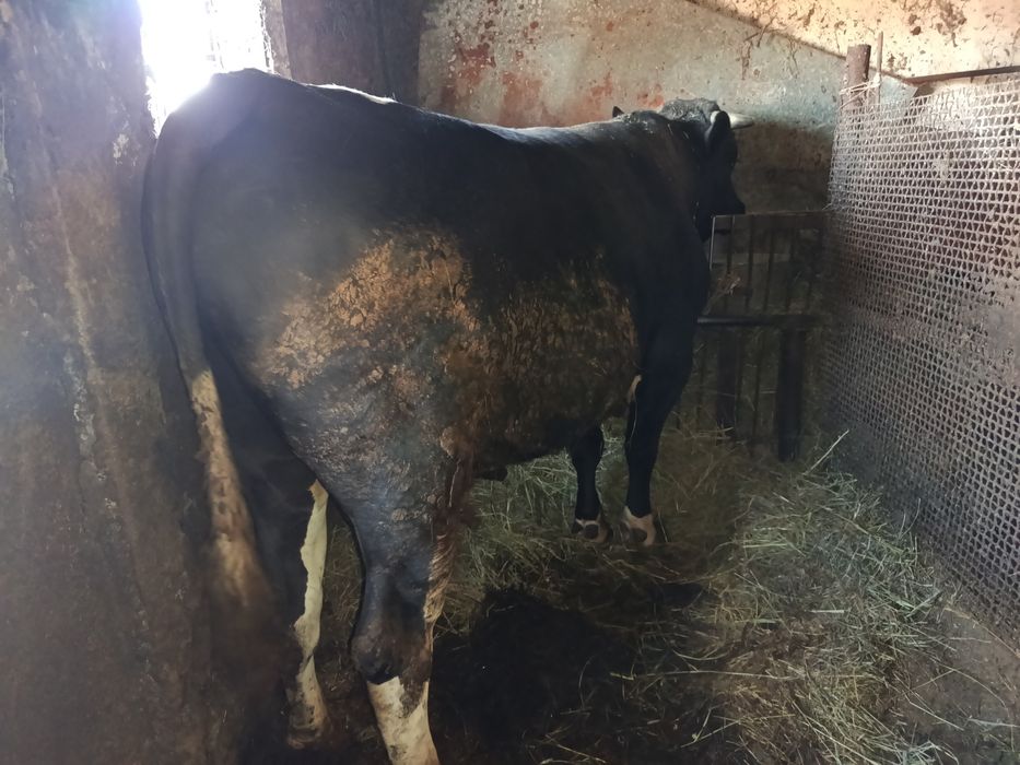 Продается бык на племя