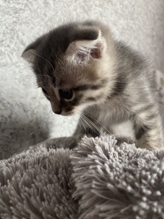 котёнок пародистый веслоухий 4 месяца