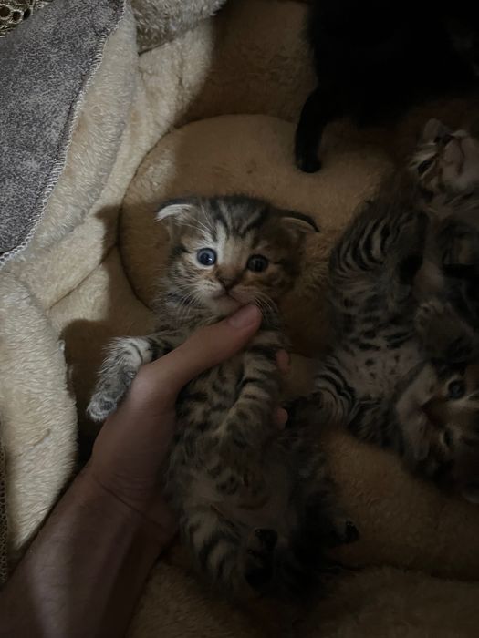 Вислоухие котята скоттиш фолд