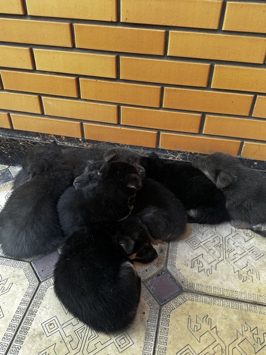 Овчарки маленькие продам