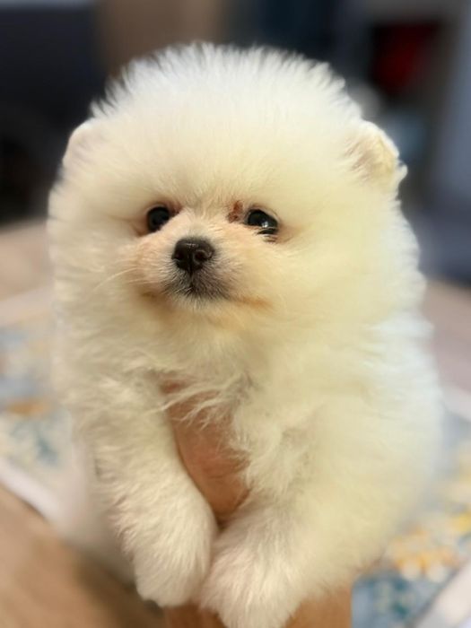 Шпицы  ждут новую семью