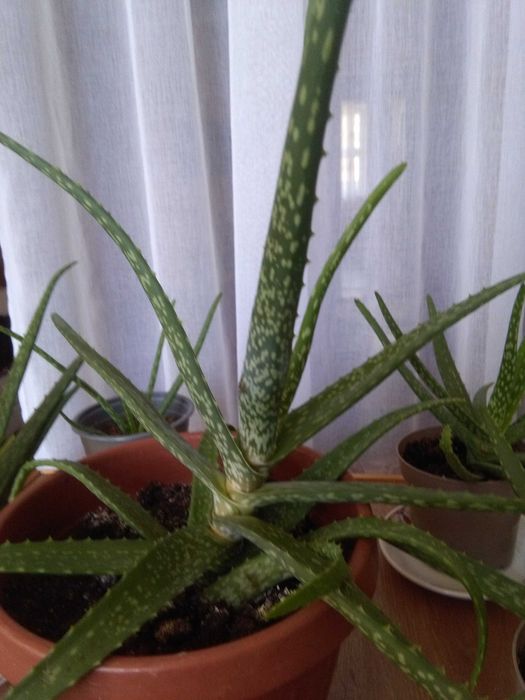 Алоэ «домашний доктор».