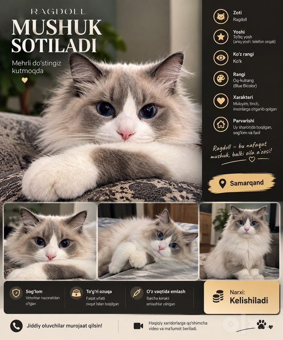 Ragdoll mushuk srochni sotiladi
