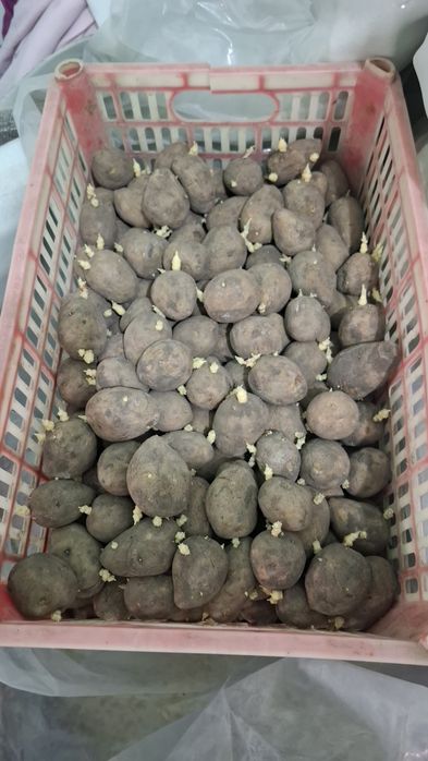 Картошка уруглик сотилади.