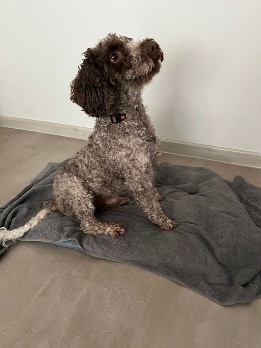 Търсим добро семейство за нашето куче