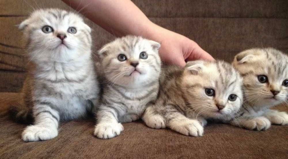 Шотландские вислоушки!