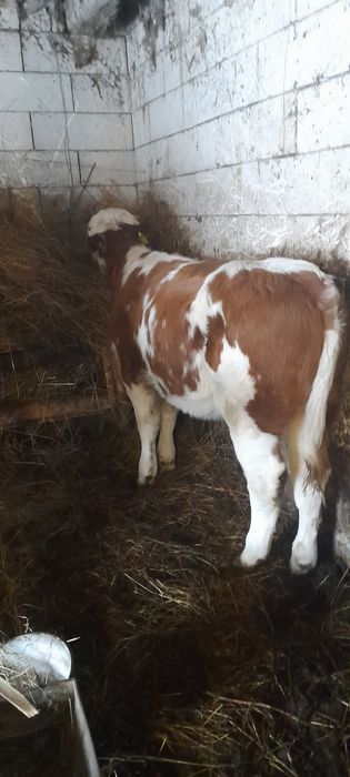 Vițea balțati românesti