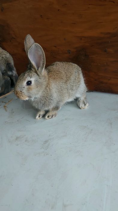 Velikanla va xar hil quyon turlari va q6wti bor