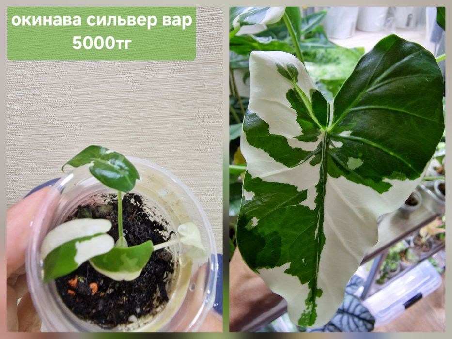Комнатные цветы (домашние)