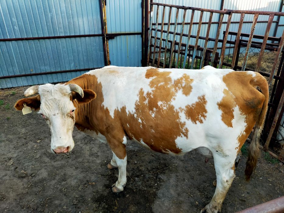 Продам дойных коров.