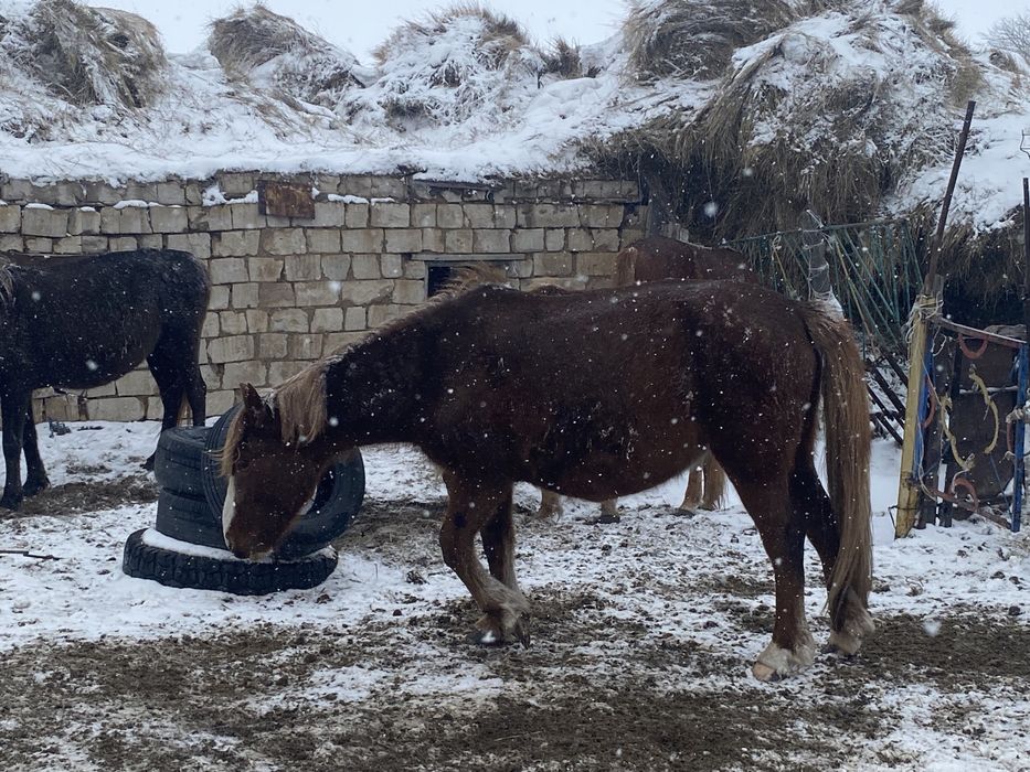 Сатылымда биелер бар келіп тандаа алыныздар