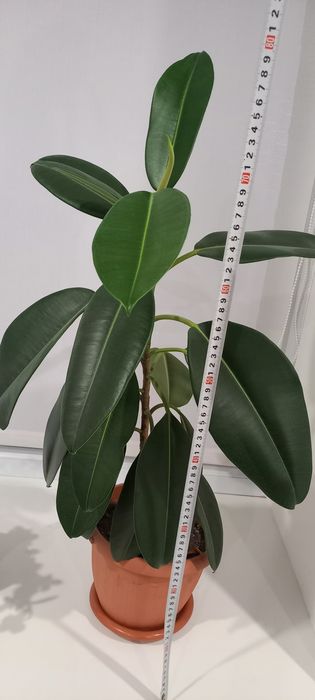 Продается комнатные цветы.