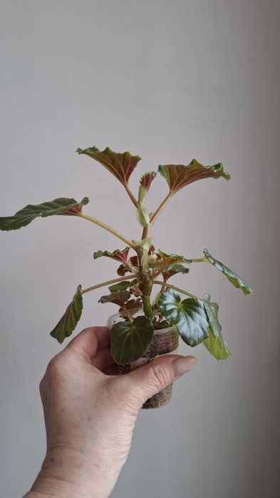 Комнатные цветы разные