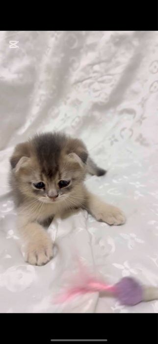 Scottish Fold & Scottish Straight Golden
